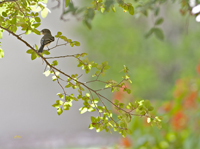Flycatcher 3337